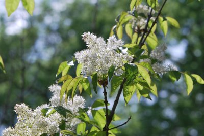 Fraxinus ornus - jasan manový (zimnář) - květenství a listy (32)